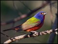 _3SB3725 painted bunting
